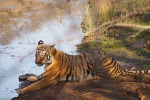 Repérez les tigres et les autres animaux sauvages de Ranthambore lors d'une excursion d'une journée.
