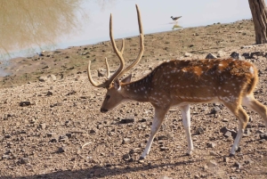 Repérez les tigres et les autres animaux sauvages de Ranthambore lors d'une excursion d'une journée.