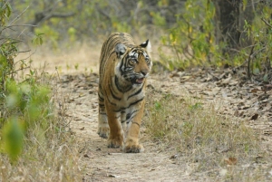 Repérez les tigres et les autres animaux sauvages de Ranthambore lors d'une excursion d'une journée.