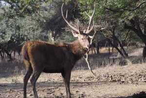 Repérez les tigres et les autres animaux sauvages de Ranthambore lors d'une excursion d'une journée.