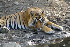 Repérez les tigres et les autres animaux sauvages de Ranthambore lors d'une excursion d'une journée.