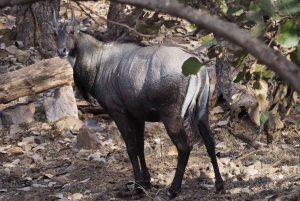Repérez les tigres et les autres animaux sauvages de Ranthambore lors d'une excursion d'une journée.