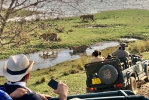 Repérez les tigres et les autres animaux sauvages de Ranthambore lors d'une excursion d'une journée.