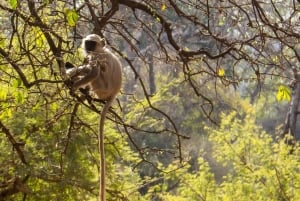Repérez les tigres et les autres animaux sauvages de Ranthambore lors d'une excursion d'une journée.