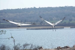 Repérez les tigres et les autres animaux sauvages de Ranthambore lors d'une excursion d'une journée.