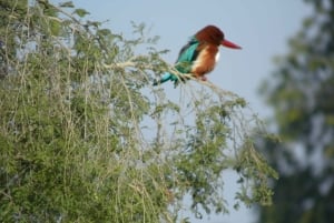 Repérez les tigres et les autres animaux sauvages de Ranthambore lors d'une excursion d'une journée.