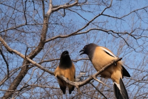 Repérez les tigres et les autres animaux sauvages de Ranthambore lors d'une excursion d'une journée.