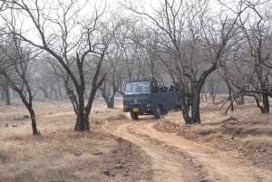 Repérez les tigres et les autres animaux sauvages de Ranthambore lors d'une excursion d'une journée.