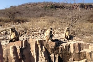 Repérez les tigres et les autres animaux sauvages de Ranthambore lors d'une excursion d'une journée.