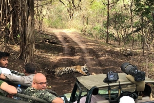 Repérez les tigres et les autres animaux sauvages de Ranthambore lors d'une excursion d'une journée.