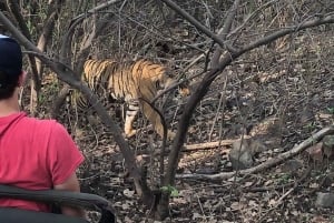 Repérez les tigres et les autres animaux sauvages de Ranthambore lors d'une excursion d'une journée.