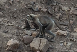 Tour dei templi di Jaipur con giro in funivia
