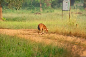 Maratona do Tigre: Passeio fotográfico de grandes felinos na natureza selvagem