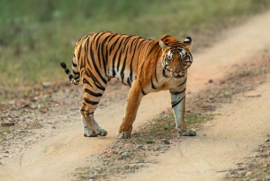 Maraton tygrysa: Wycieczka fotograficzna z wielkim kotem w dziczy