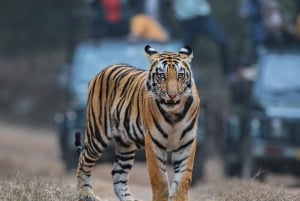 タイガーマラソン：大自然の中での大型ネコ科動物の写真撮影ツアー
