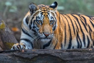 Tiger Marathon: Iso kissa valokuvausretki erämaassa