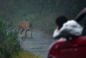 Maraton tygrysa: Wycieczka fotograficzna z wielkim kotem w dziczy