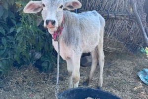 Traditional Clay Art & Countryside Adventure by Jeep or Bike