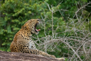 Udaipur: 2-Day Jawai Leopard Safari & Ranakpur Tour