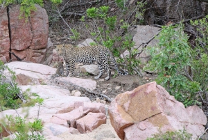 Udaipur: 2-Day Jawai Leopard Safari & Ranakpur Tour