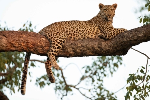 Udaipur: 2-Day Jawai Leopard Safari & Ranakpur Tour