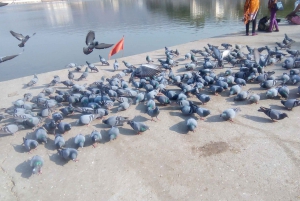 Udaipur: Full-Day Guided Tour of City Highlights