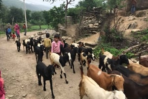 Udaipur : visite privée d'un village en tuk-tuk ou en voiture
