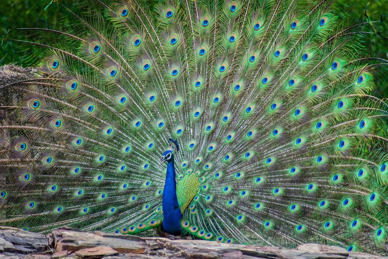 Udaipur : billet d'entrée pour le sanctuaire de faune de Sajjangarh