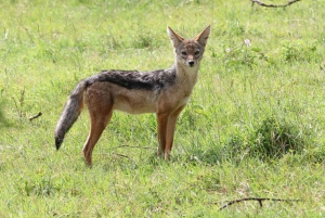Udaipur: Sajjangarhin villieläinten suojelualueen sisäänpääsy