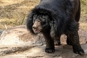 Udaipur: Sajjangarhin villieläinten suojelualueen sisäänpääsy