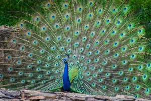 Udaipur : billet d'entrée pour le sanctuaire de faune de Sajjangarh