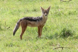 Udaipur : billet d'entrée pour le sanctuaire de faune de Sajjangarh