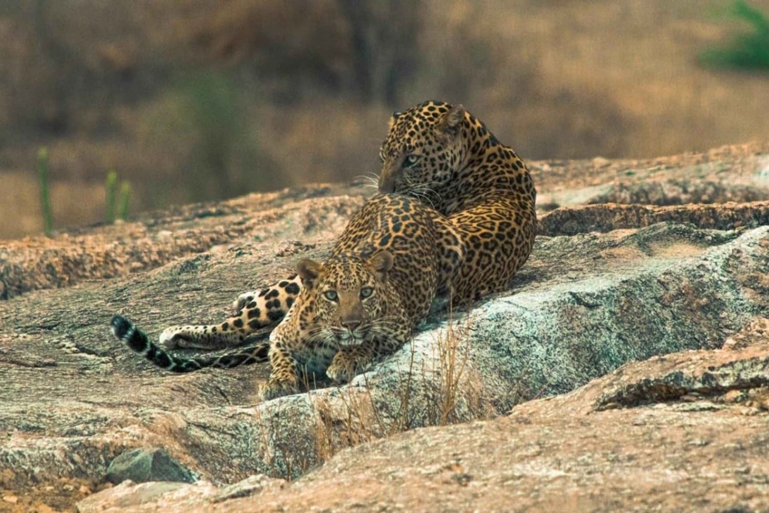 “Wild Whispers of Jawai – The Leopard’s Hidden Kingdom”