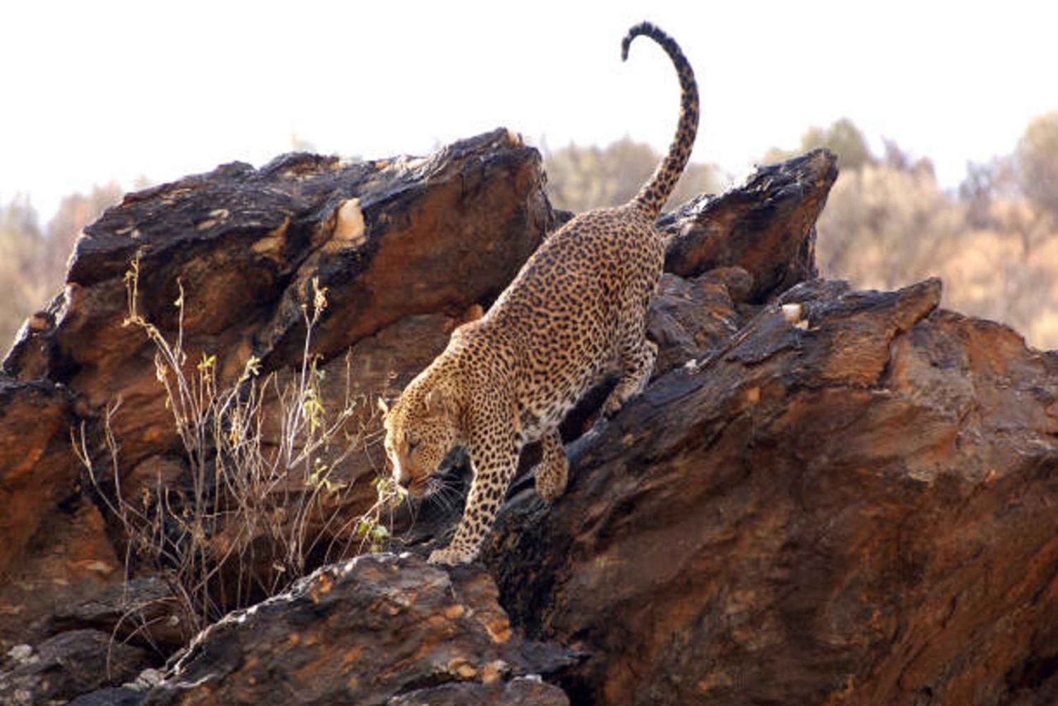 “Wild Whispers of Jawai – The Leopard’s Hidden Kingdom”