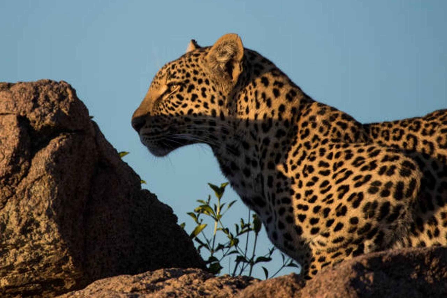 “Wild Whispers of Jawai – The Leopard’s Hidden Kingdom”