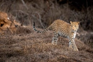 “Wild Whispers of Jawai – The Leopard’s Hidden Kingdom”