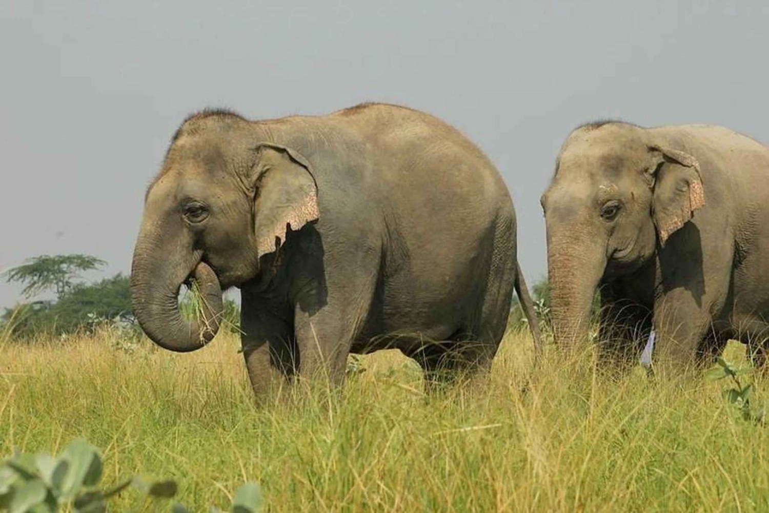 Wildlife SOS Elephant Sanctuary & Taj Mahal Tour from Delhi