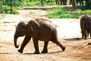 Wildlife SOS Elephant Sanctuary & Taj Mahal Tour from Delhi
