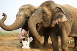Wildlife SOS Elephant Sanctuary & Taj Mahal Tour from Delhi