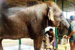 Wildlife SOS Elephant Sanctuary & Taj Mahal Tour from Delhi