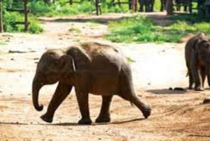 Wildlife SOS Elephant Sanctuary & Taj Mahal Tour from Delhi