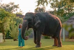 Wildlife SOS Elephant Sanctuary & Taj Mahal Tour from Delhi