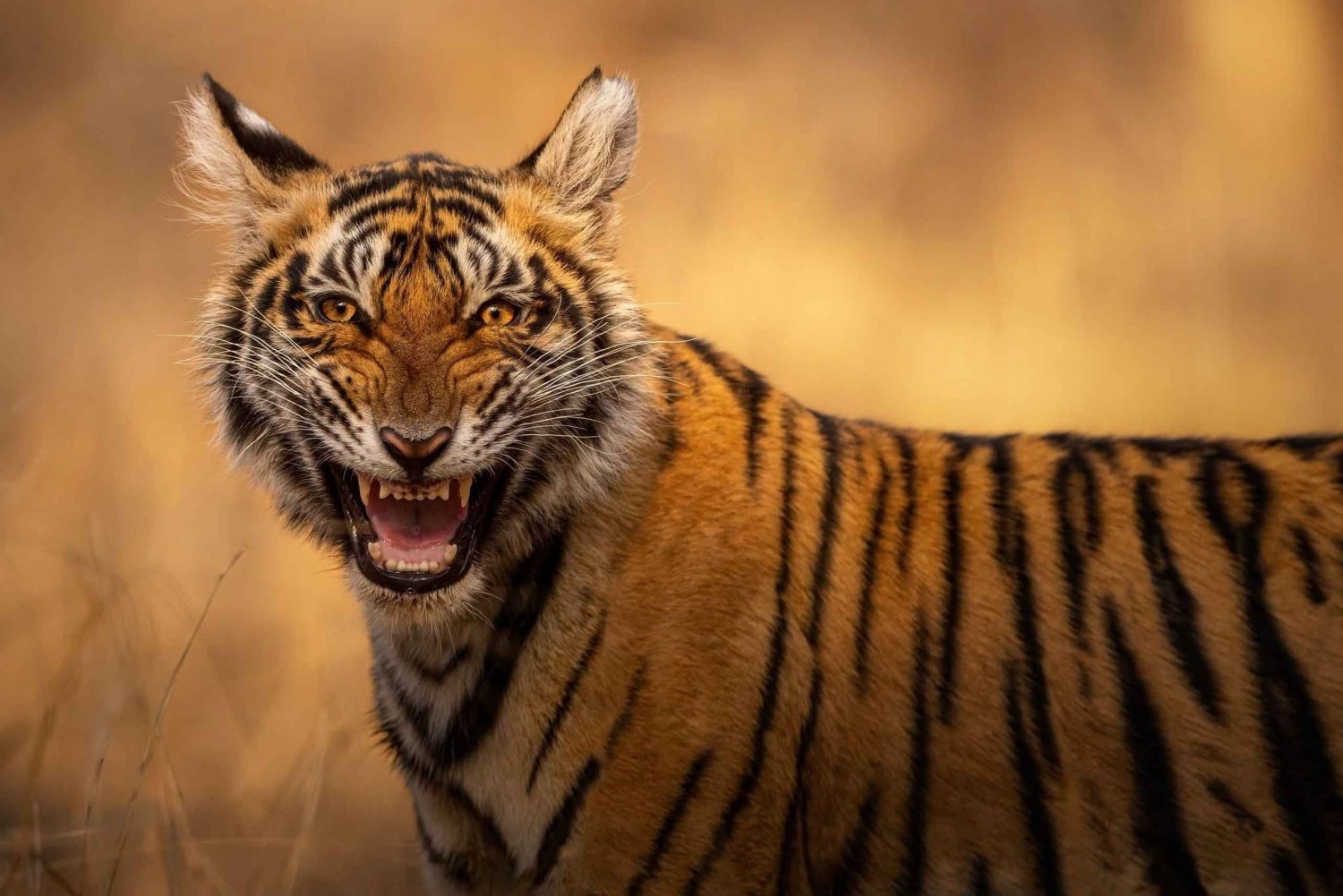 Dyrelivets stier i Ranthambore: delt gypsy eller canter