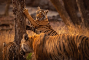 Djurlivet i Ranthambore: Delad Gypsy eller Canter