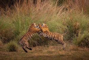 Djurlivet i Ranthambore: Delad Gypsy eller Canter