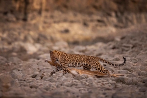 Djurlivet i Ranthambore: Delad Gypsy eller Canter