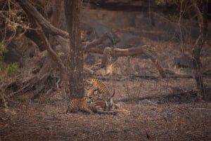 Djurlivet i Ranthambore: Delad Gypsy eller Canter