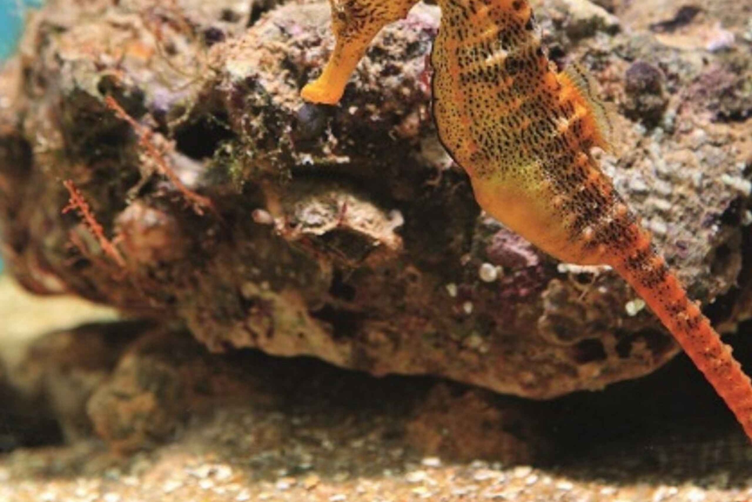 Desde Recife : Excursión a Porto de Galinhas