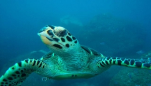 Noronha Divers