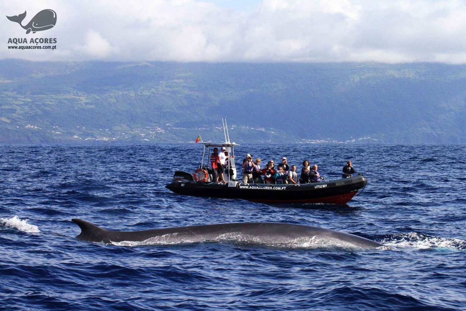 Pico Island: Azores Whale & Dolphin Watching on Zodiac Boat